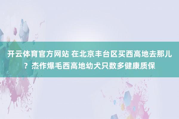 开云体育官方网站 在北京丰台区买西高地去那儿？杰作爆毛西高地幼犬只数多健康质保